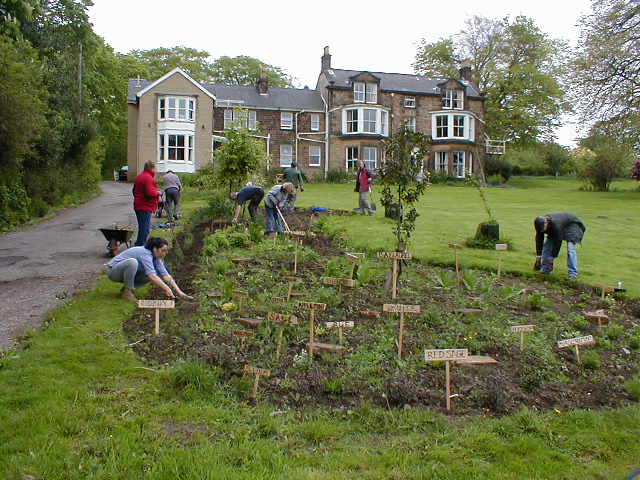 Herbs at Unstone