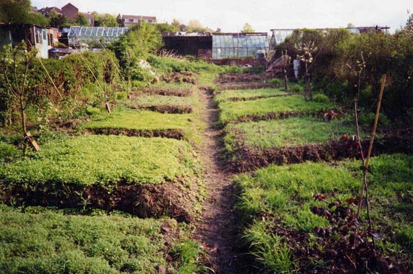 Orchard Before 