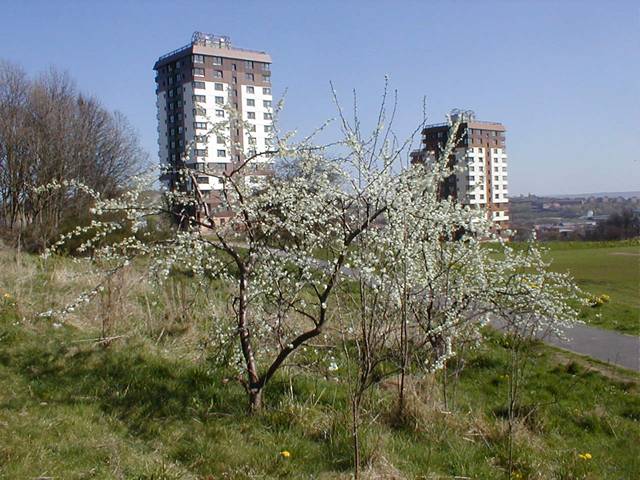 Ponderosa Community Orchard