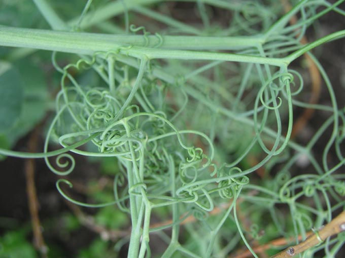 Tendrils